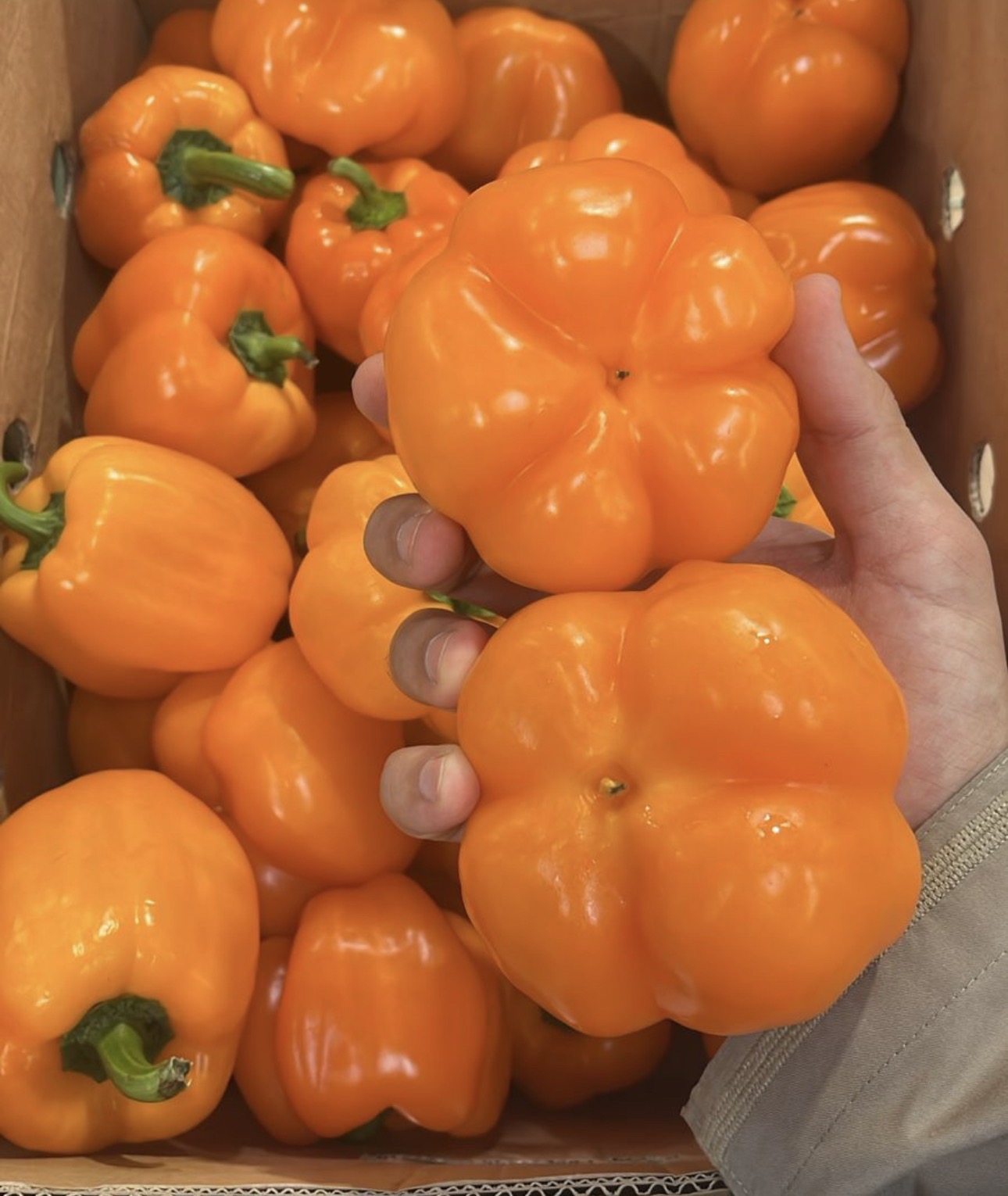 Bell Pepper (Orang) 0.5 Kg فلفل رومي برتقالي