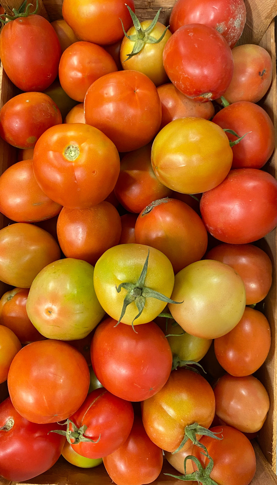 Tomato/ Iran 6-7kg طماطم مصري