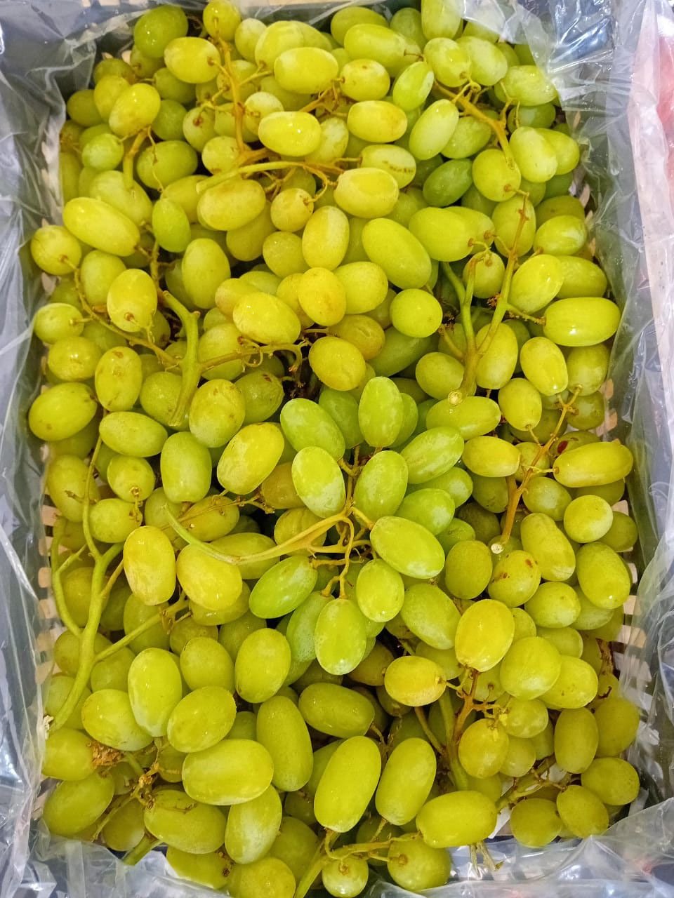 Grapes green عنب اخضر سله