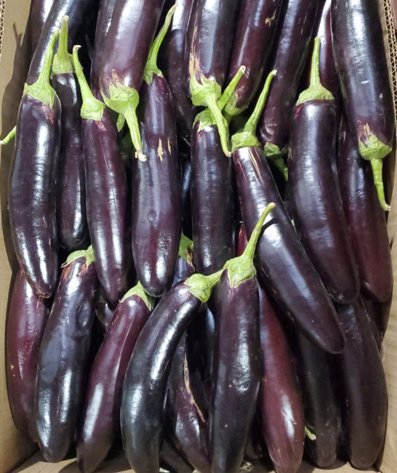 Eggplant Black long/ 1Kg باذنجان اسود طويل
