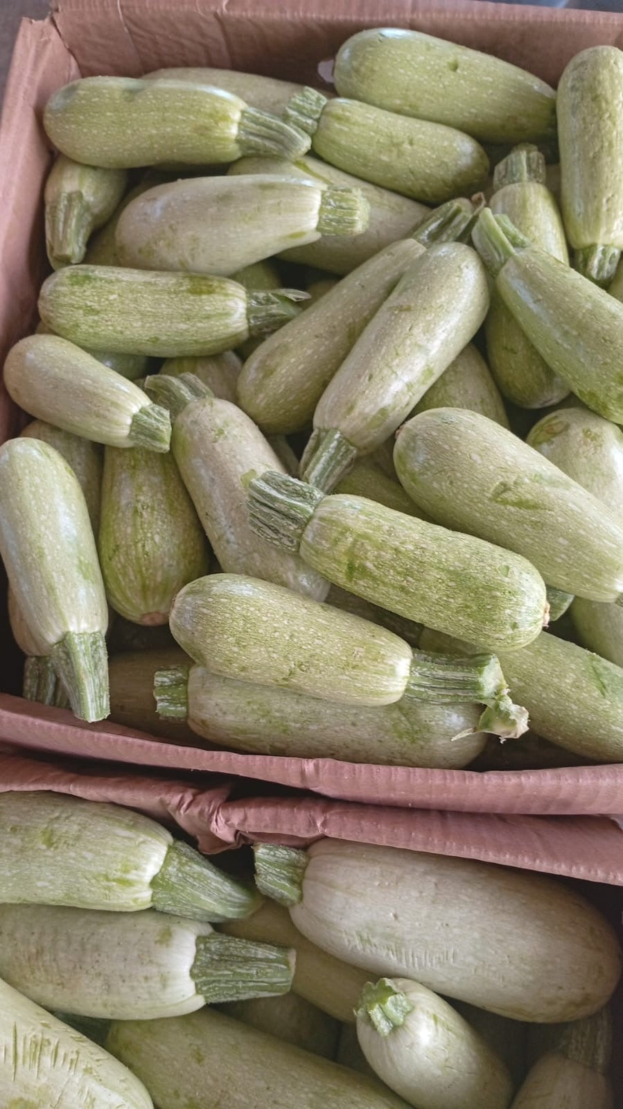 (Grade B) Zucchini 9kg كوسه درجة ٢