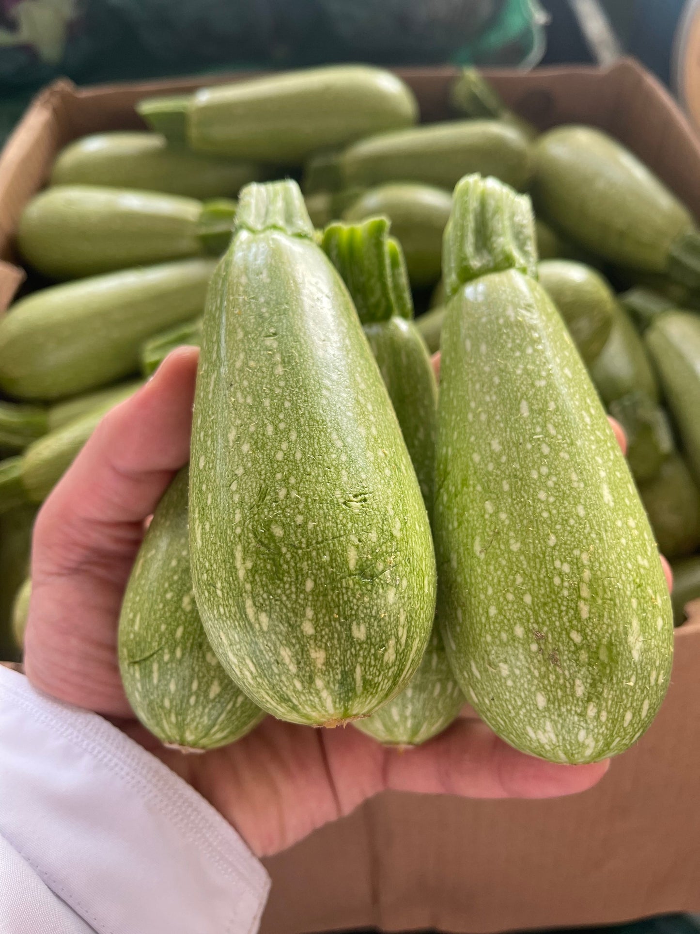 Zucchini/ Oman 3Kg كوسه عماني