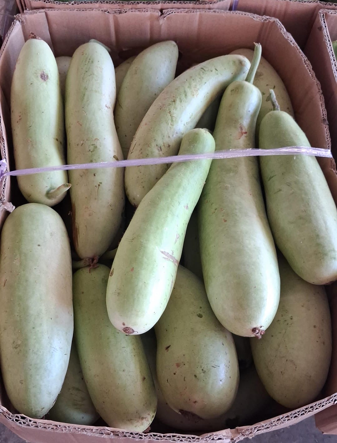 Green Pumpkin (KADHU) 12kg قرع درجة ٢