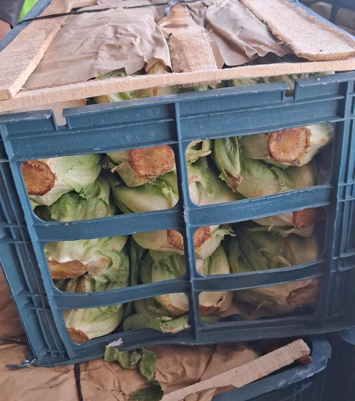 (Grade B) Lettuce Box خس كرتون درجة ٢