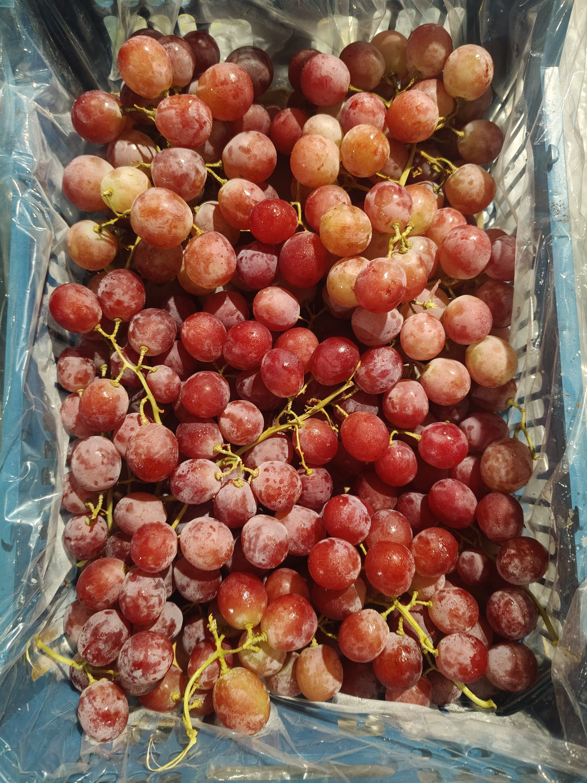 Grapes RedGlobe Big عنب رد جلوب كبير