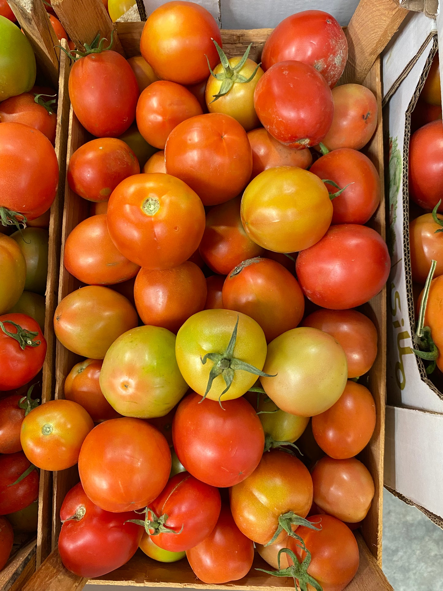 Tomato/ Oman 7kg طماطم عماني