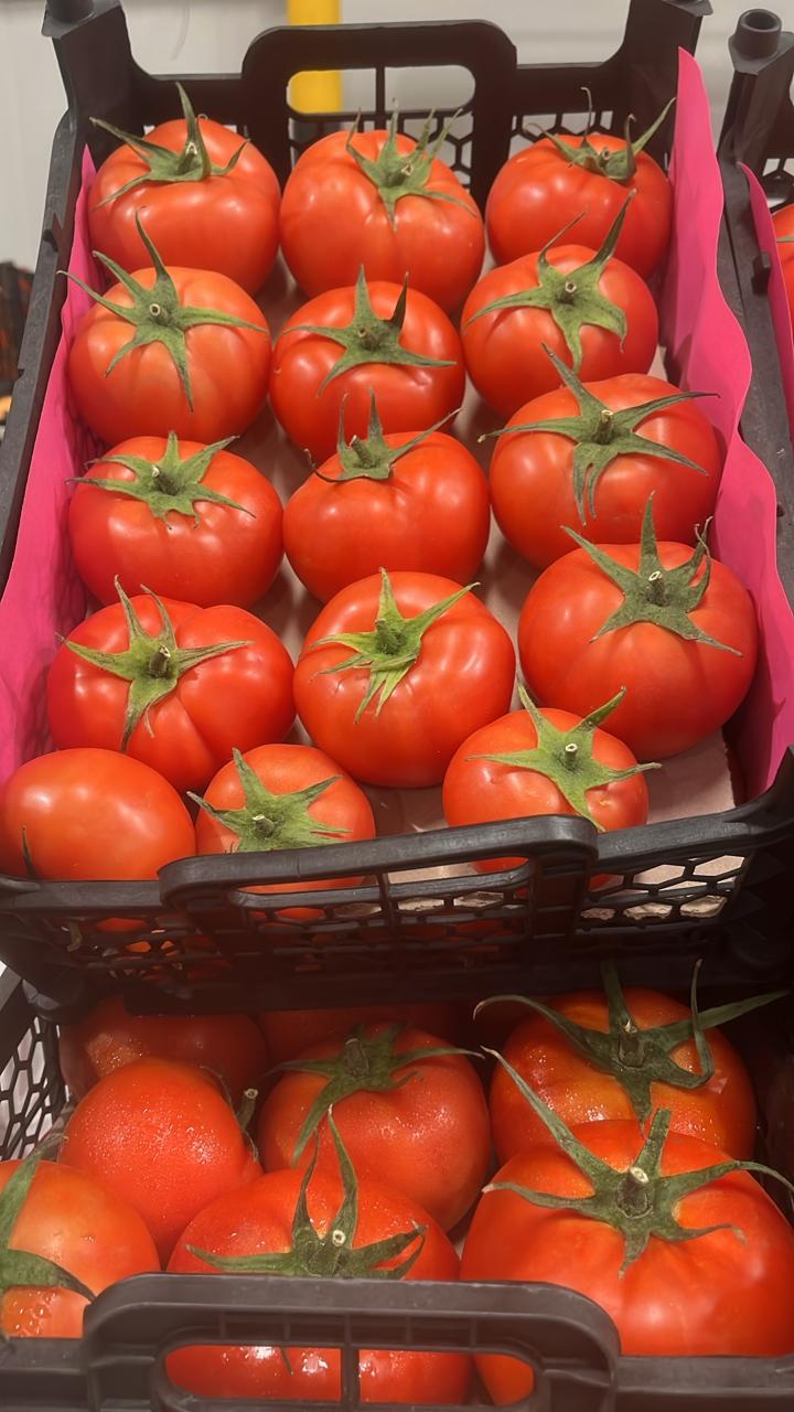Tomato/ Iran 5kg طماطم ايراني