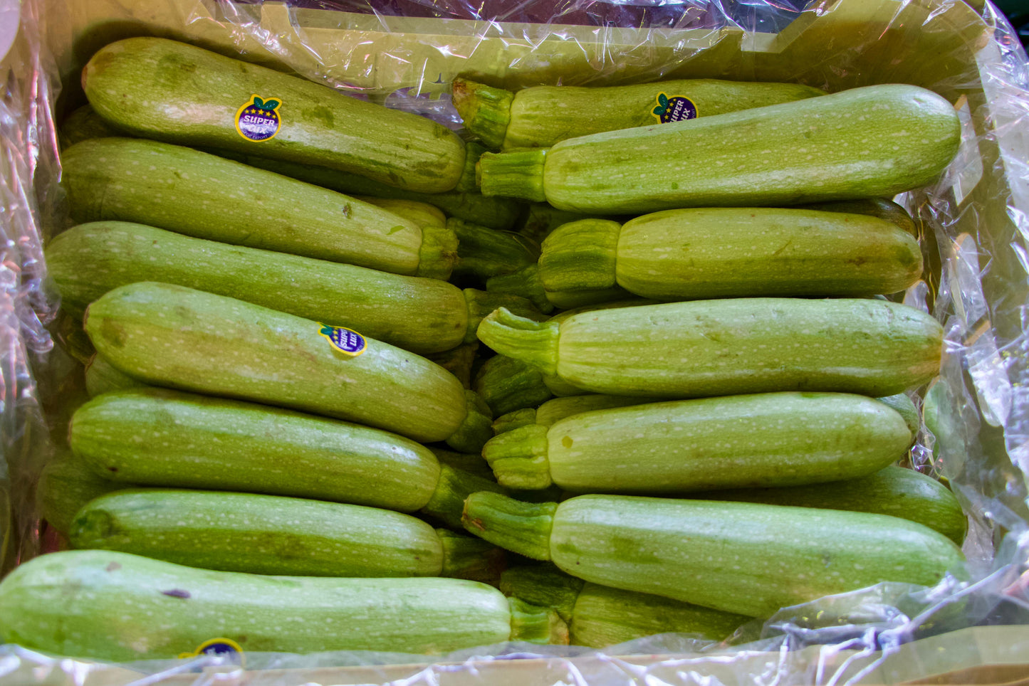Zucchini Jordan 5Kg كوسه اردني