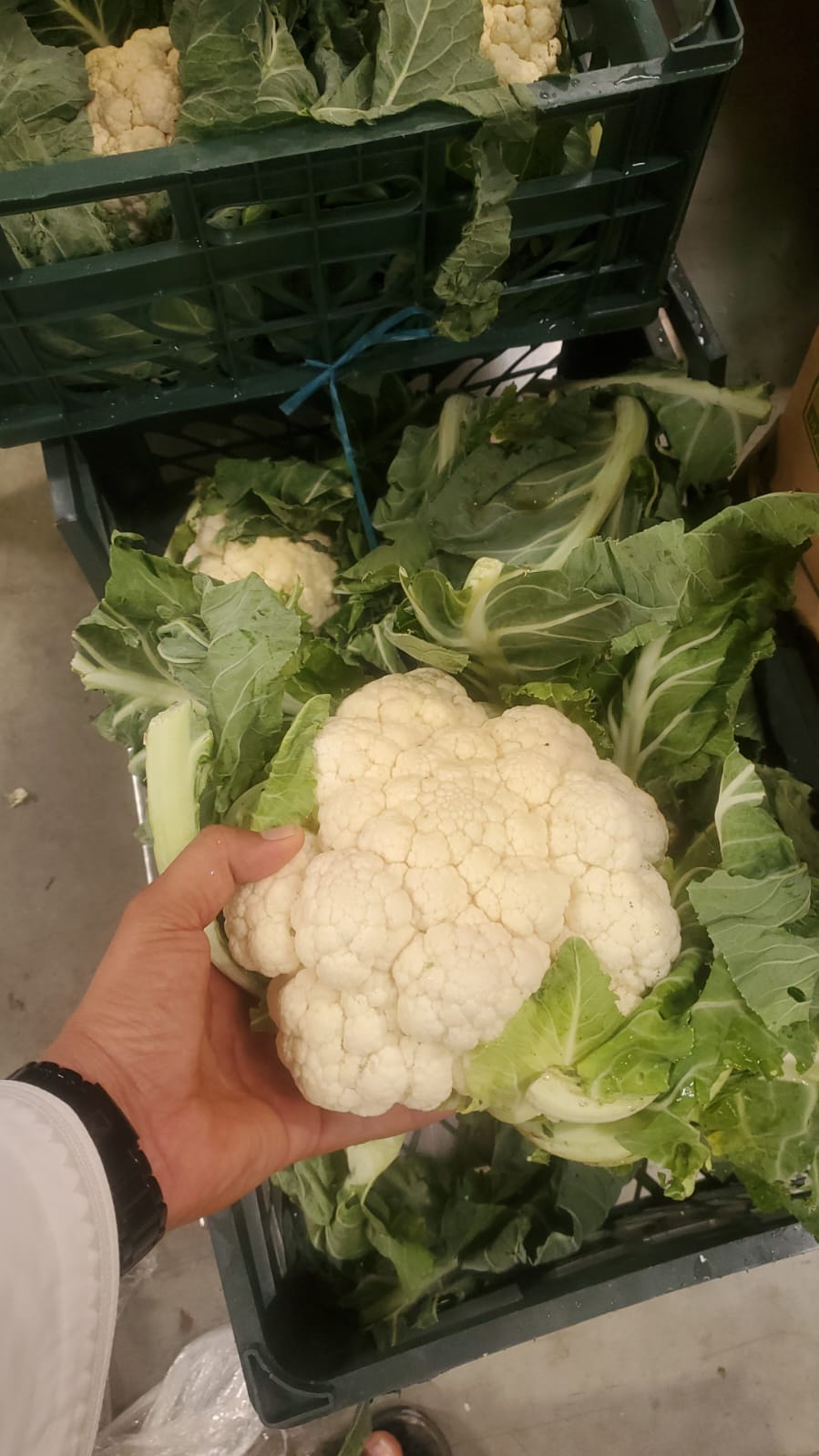 Cauliflower/ Iran 5kg قرنبيط (زهرة) ايراني