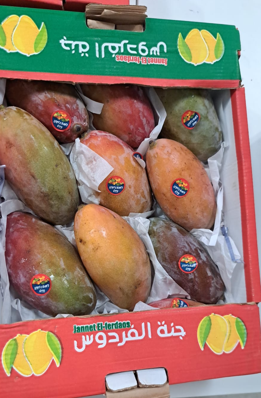 (Mango) Oyster/ Egypt مانجو / مصري