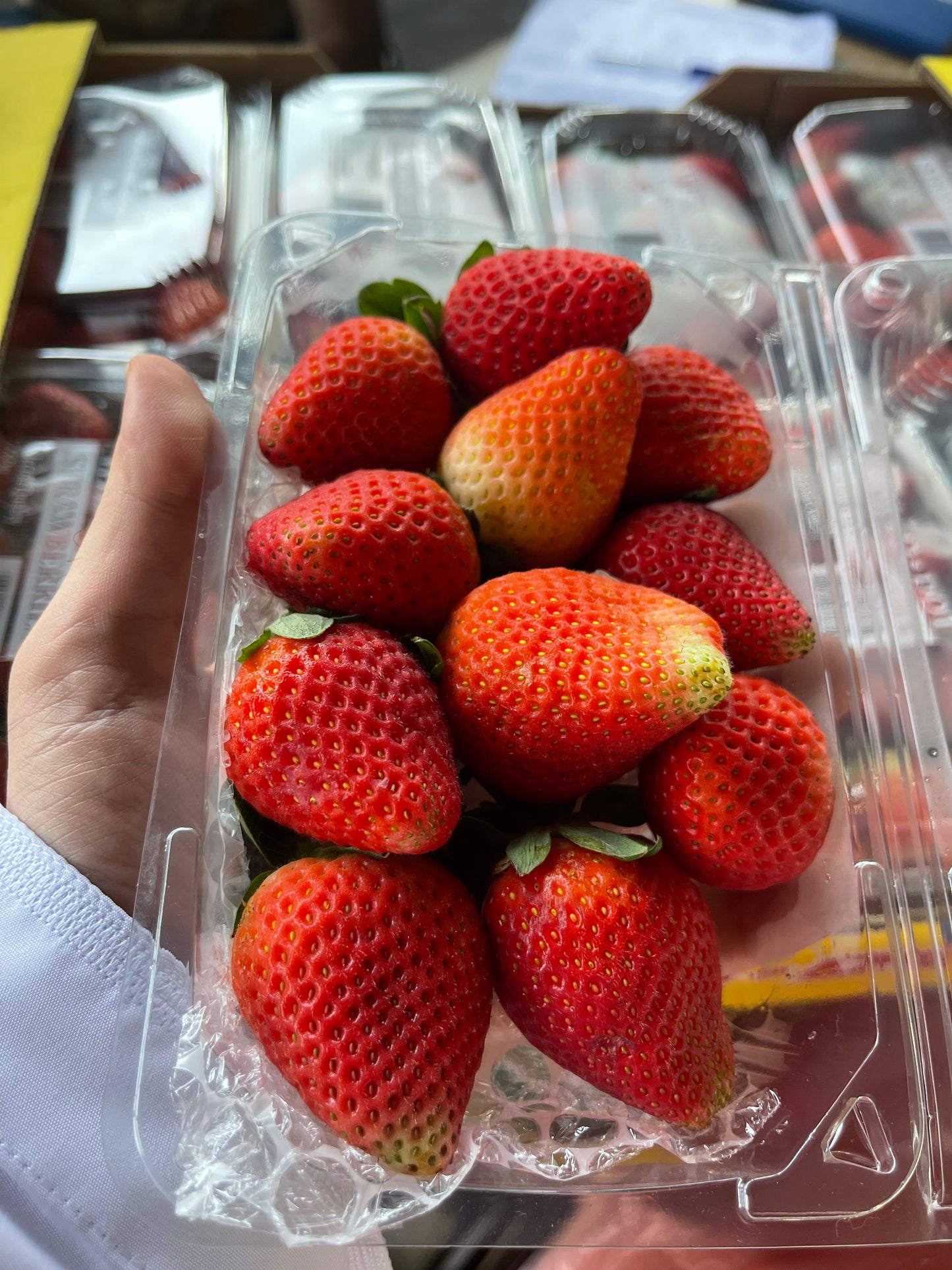 ((Strawberry))S/Afirca pct فراولة افريقية