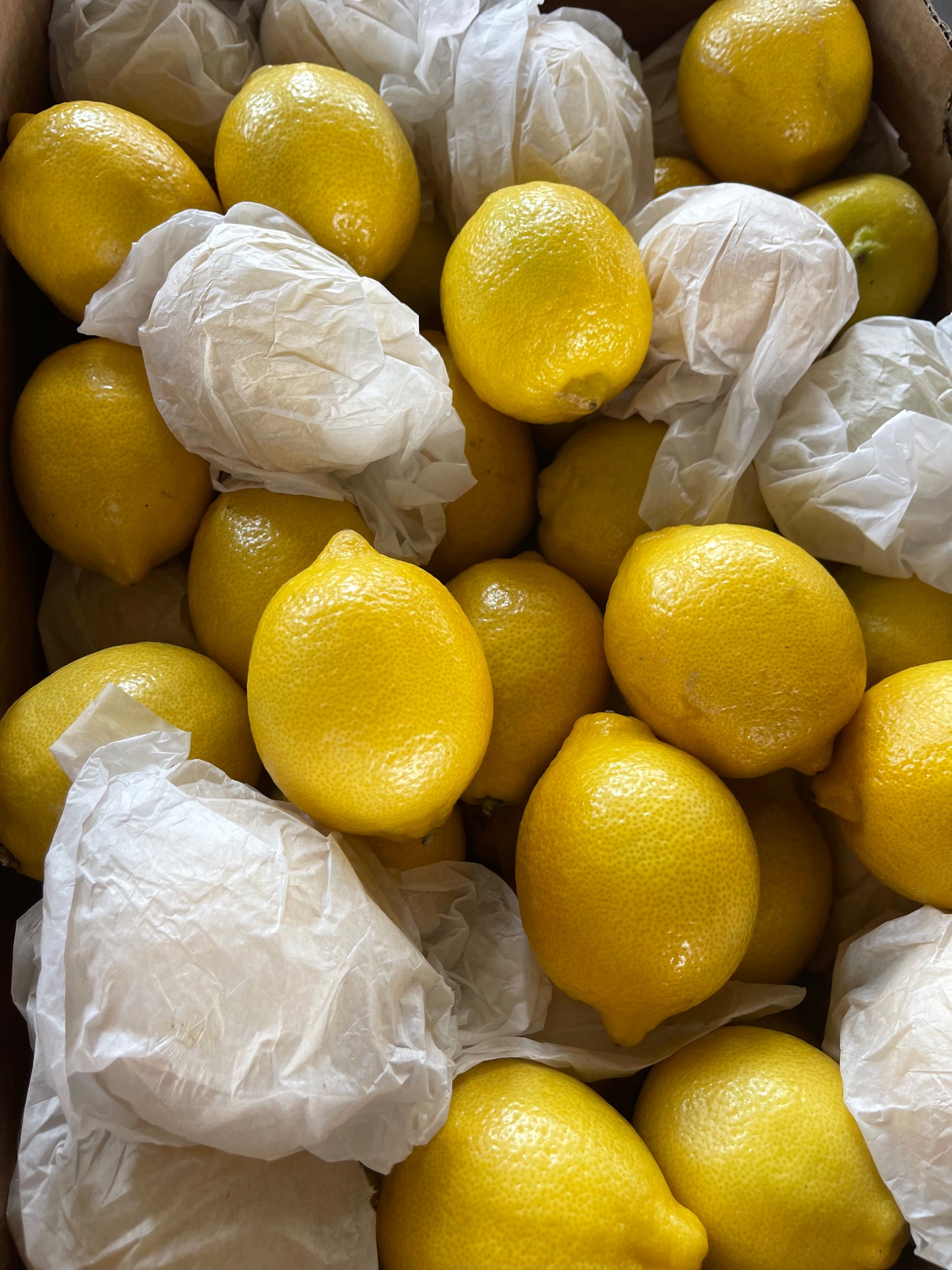 Lemon Box 14kg كرتون ليمون اصفر