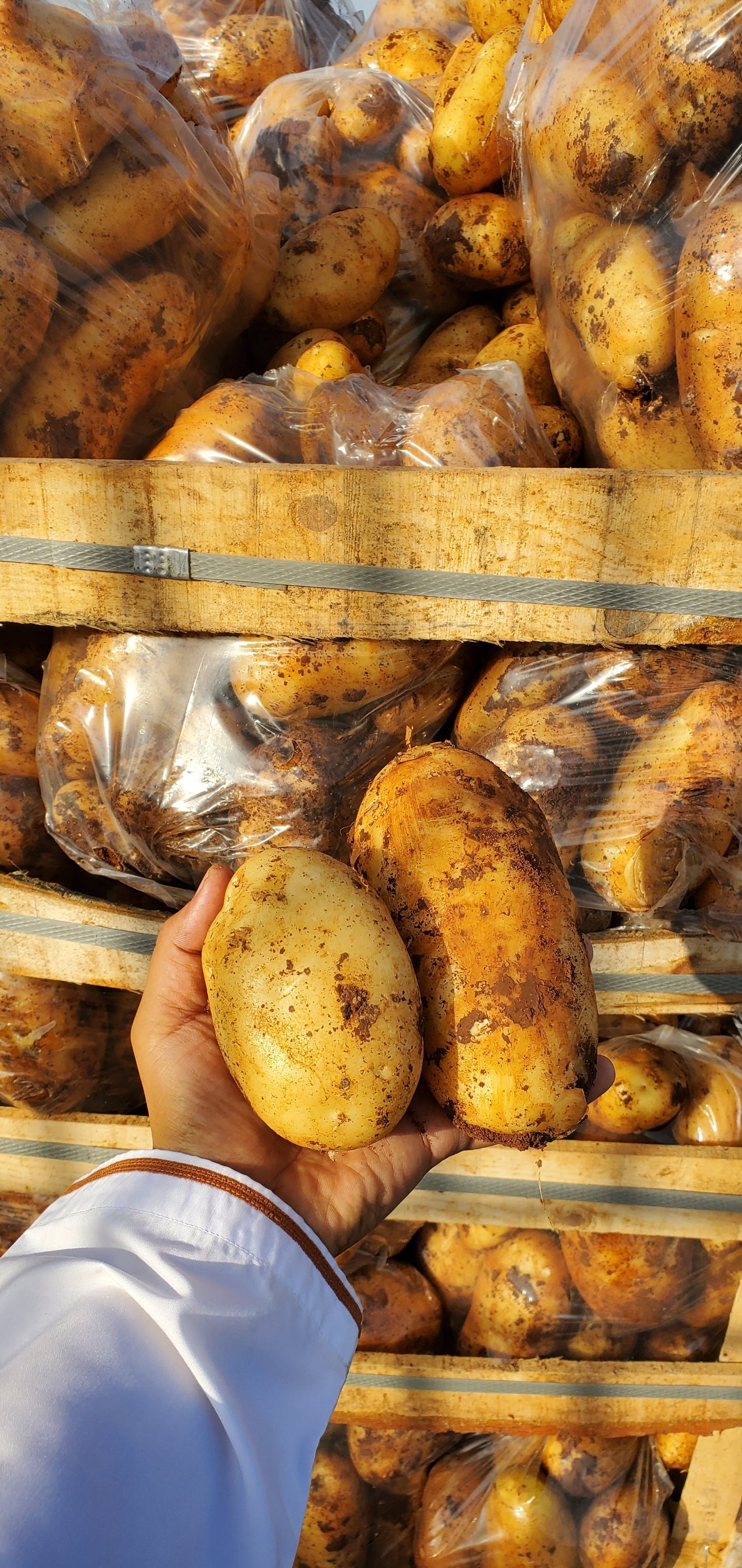 Potato/ Syria 18-20kg بطاطا سوري