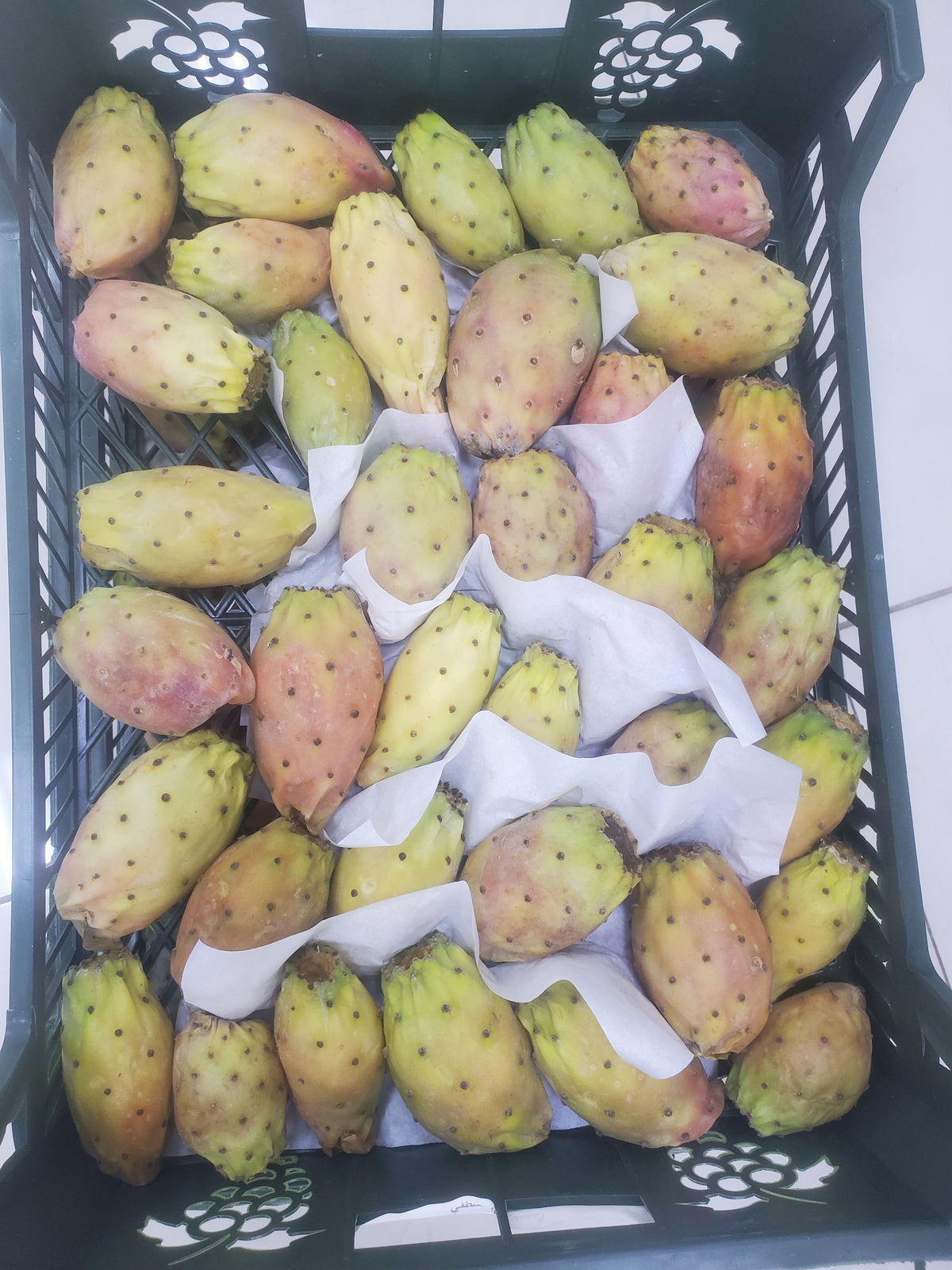 ((Barbary Fig)) big box 2.1kg تين شوكي سلة كبيرة