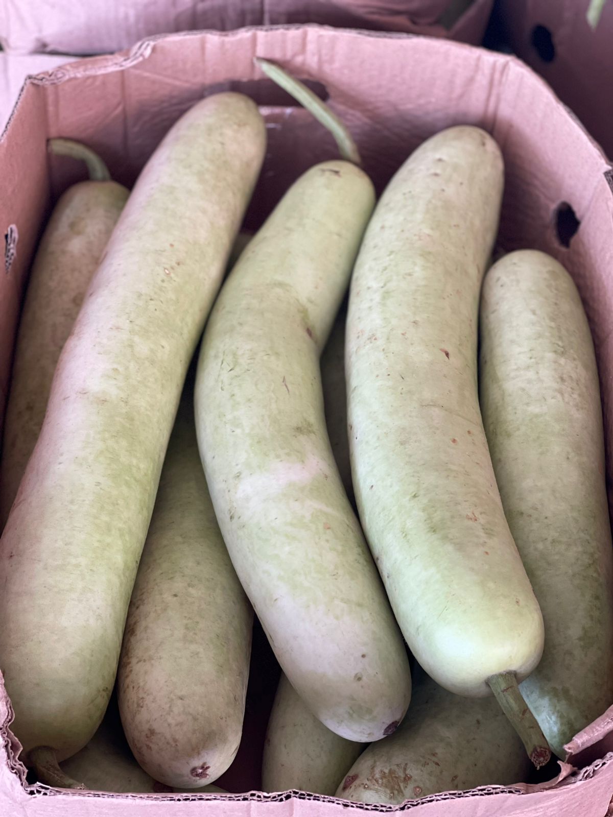 Green Pumpkin/ Oman (KADHU) 10kg قرع عماني