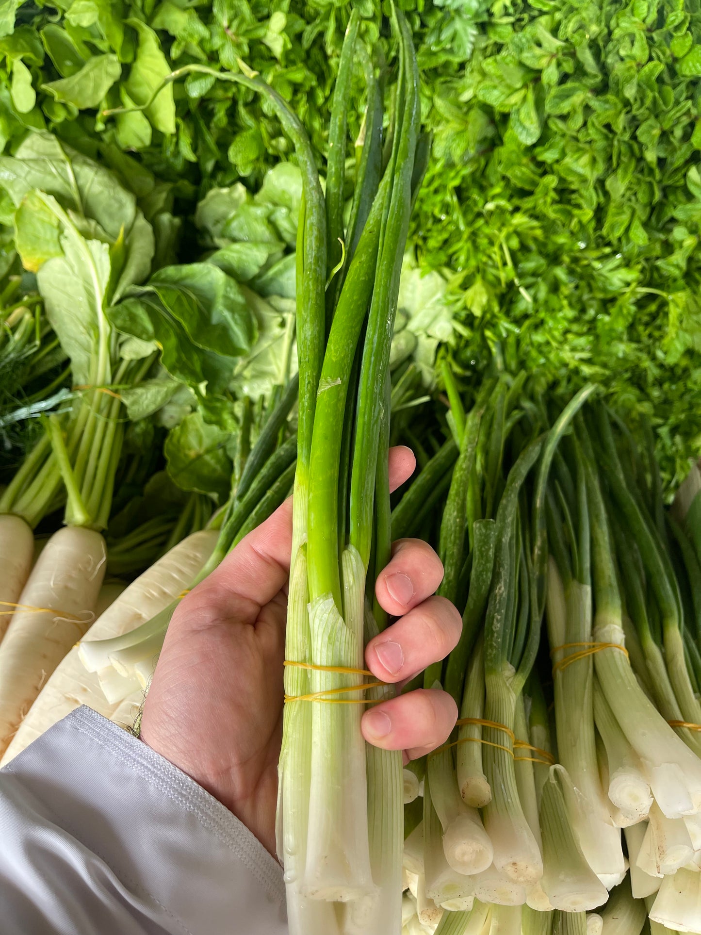 Leaves(Green Onion)bunch بصل اخضر ربطة
