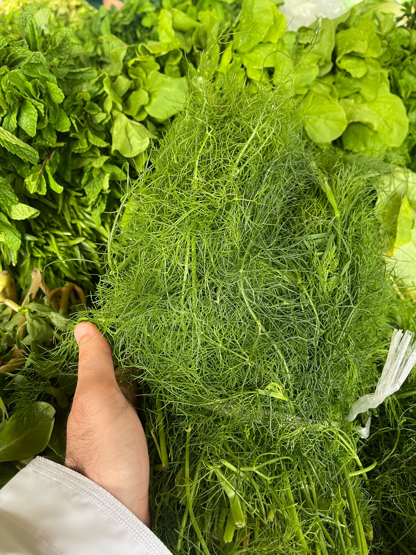 Leaves (Dill)/ Oman bunch شبت عماني ربطة
