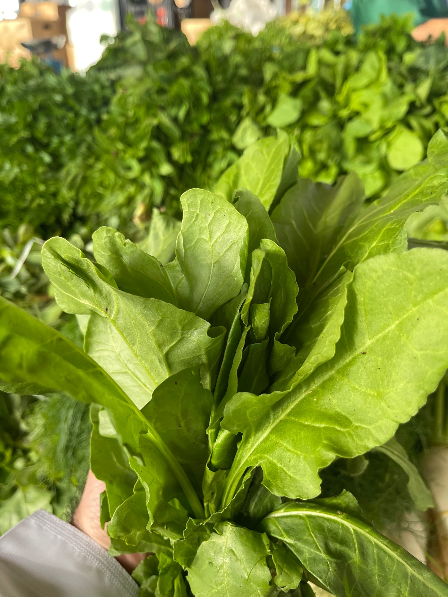 Leaves (Arugula) Oman bunch جرجير عماني ربطة