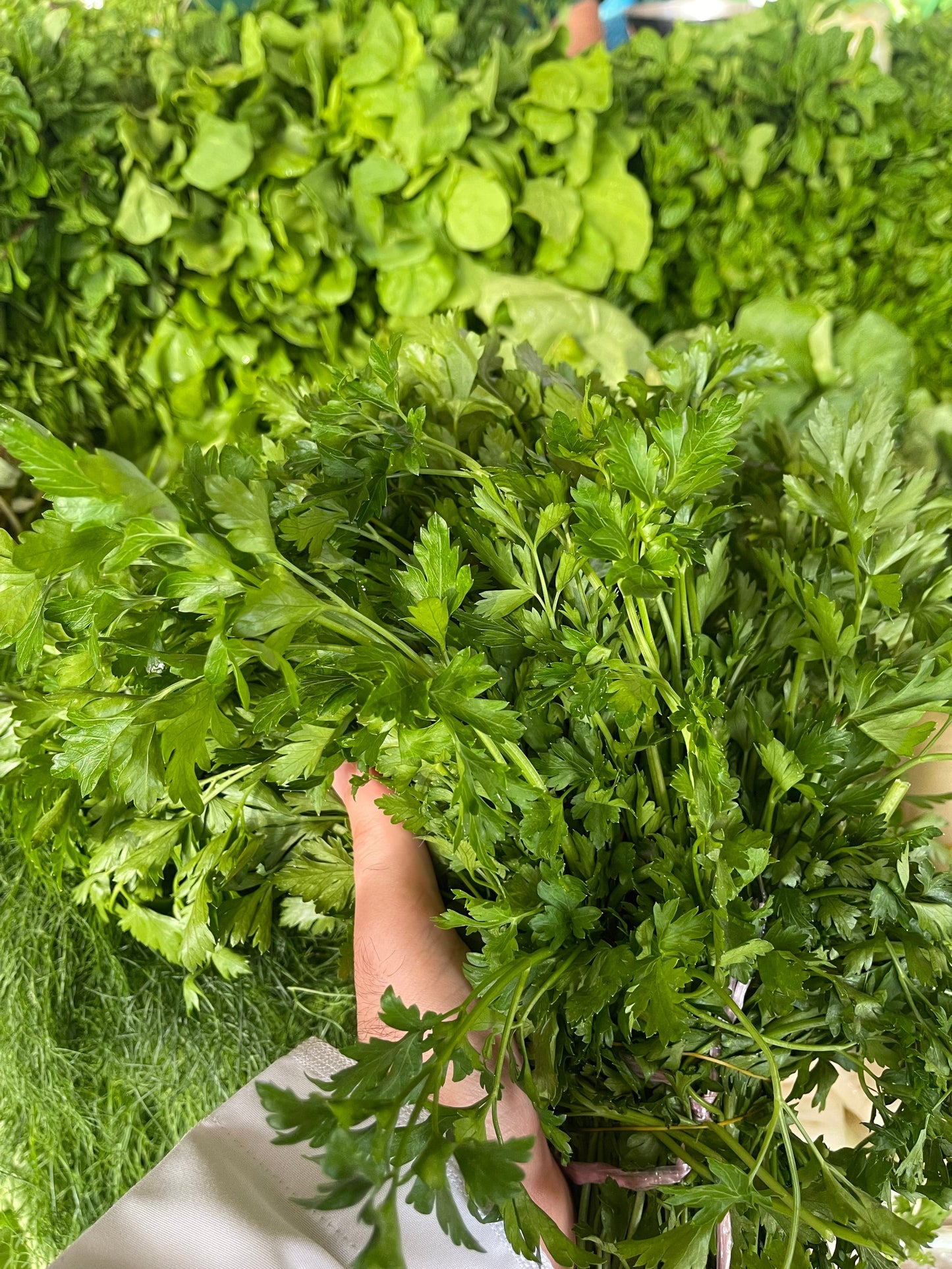 Leaves (Parsley)/ Oman bunch بقدونس عماني ربطة