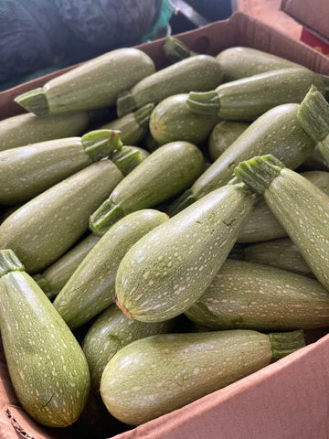 zucchini/ Oman Box 9kg كوسه عماني