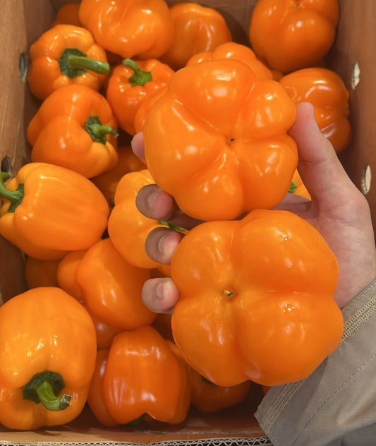 Bell Pepper (Orang) 0.5 Kg فلفل رومي برتقالي
