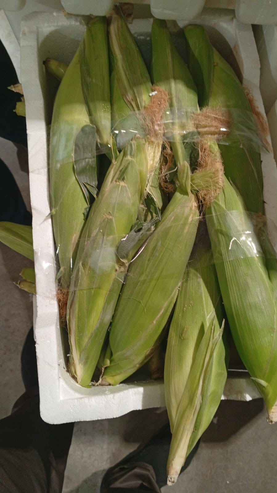 Sweet corn 5kg ذرة كرتون