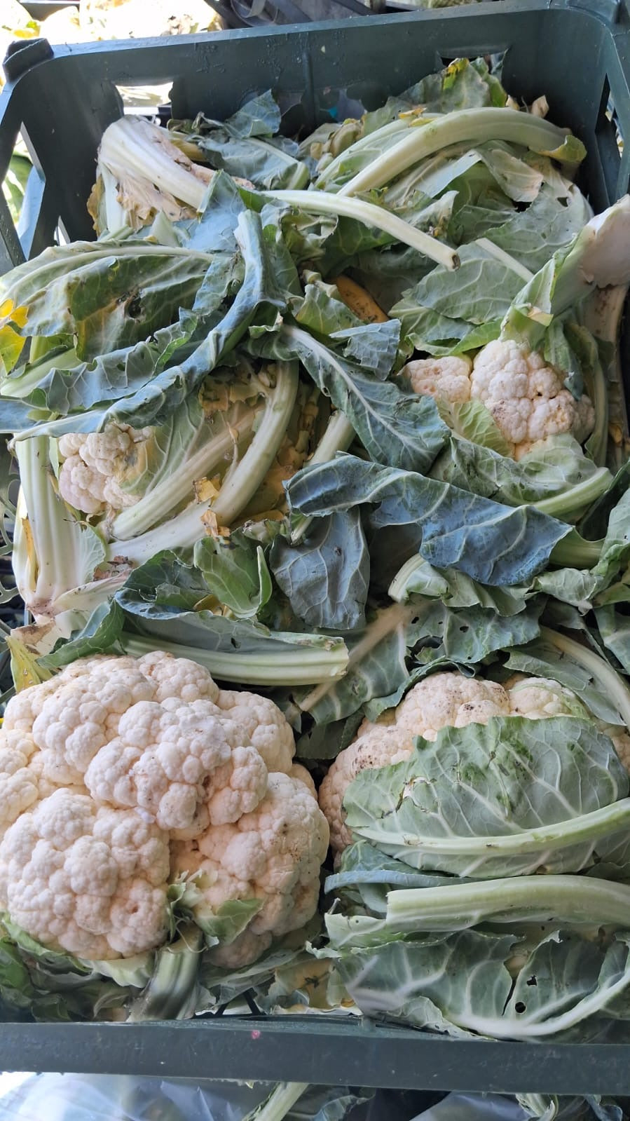 (Grade B) Cauliflower قرنبيط (زهرة) درجة ٢