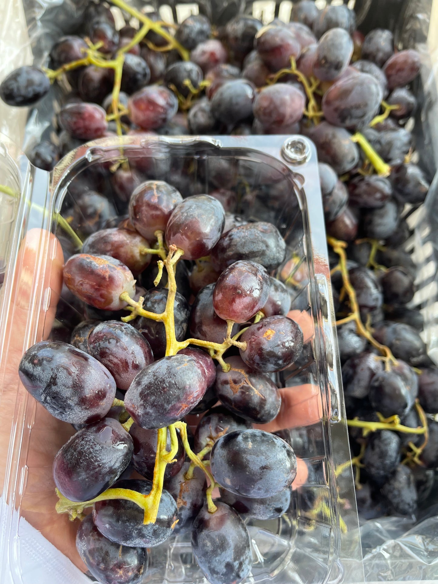 Grapes (Black)  Pct عنب اسود بكت