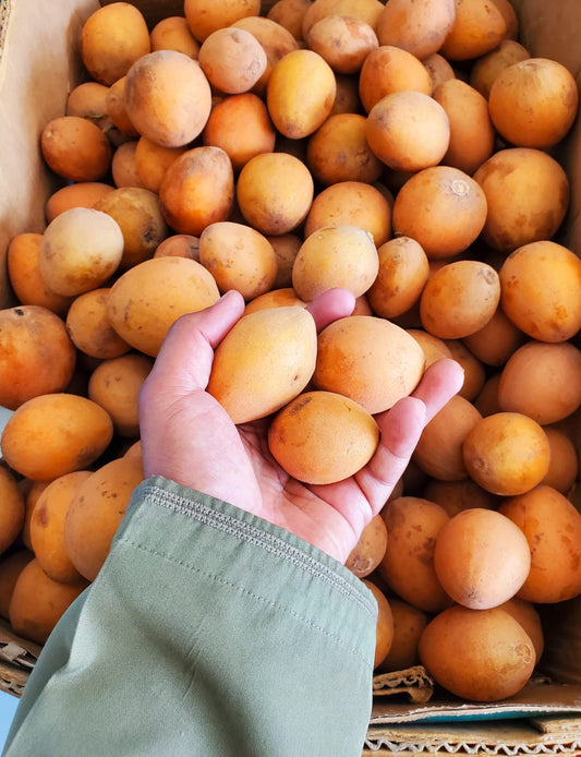 ((Chiko Oman)) 0.5kg تشيكو عماني