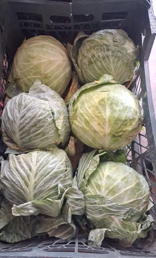 (Grade B) Cabbage Green ملفوف اخضر درجة ٢