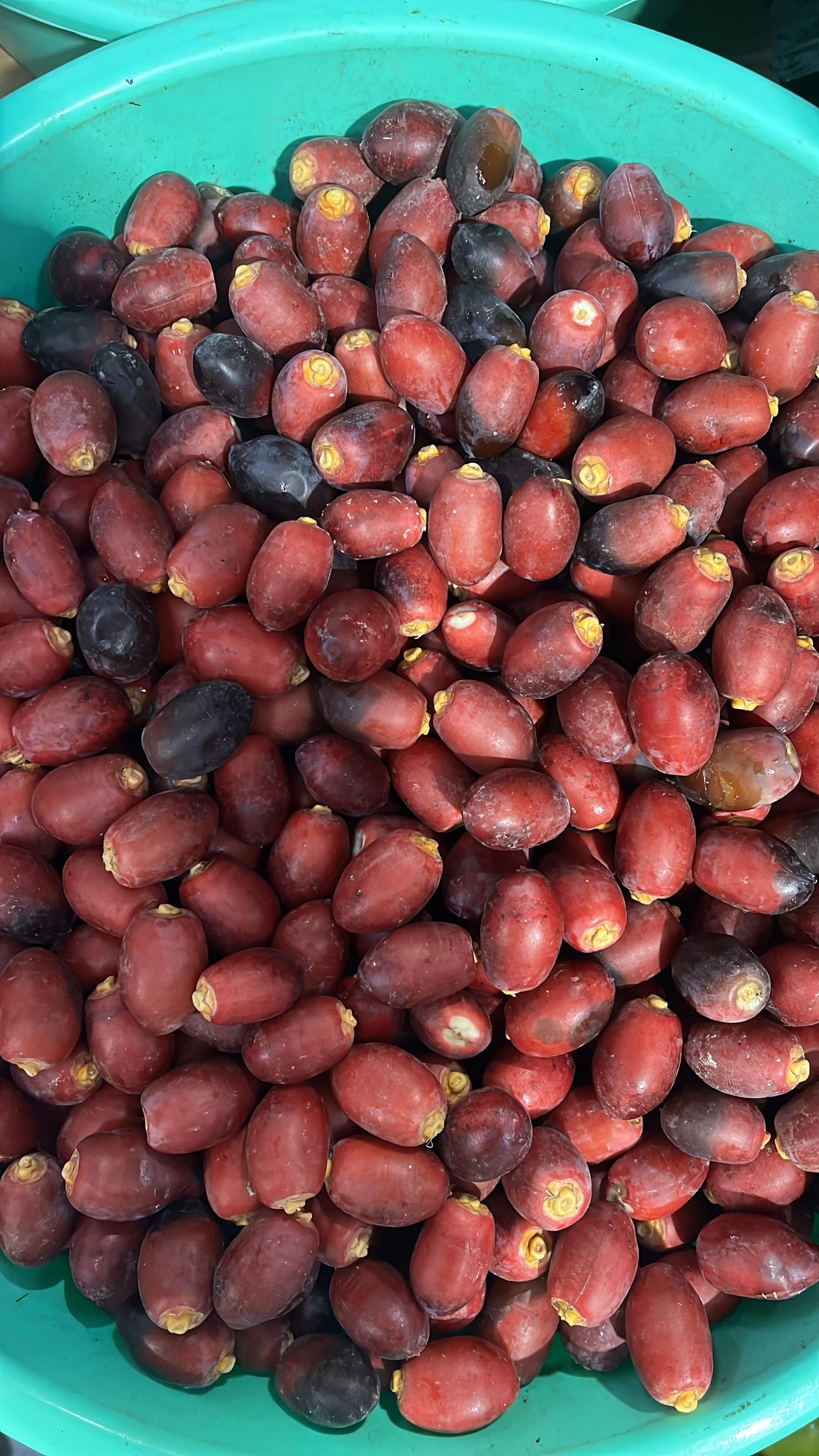 (Dates)Oman khessab 0.5kg تمر/ رطب خصاب عماني⁩