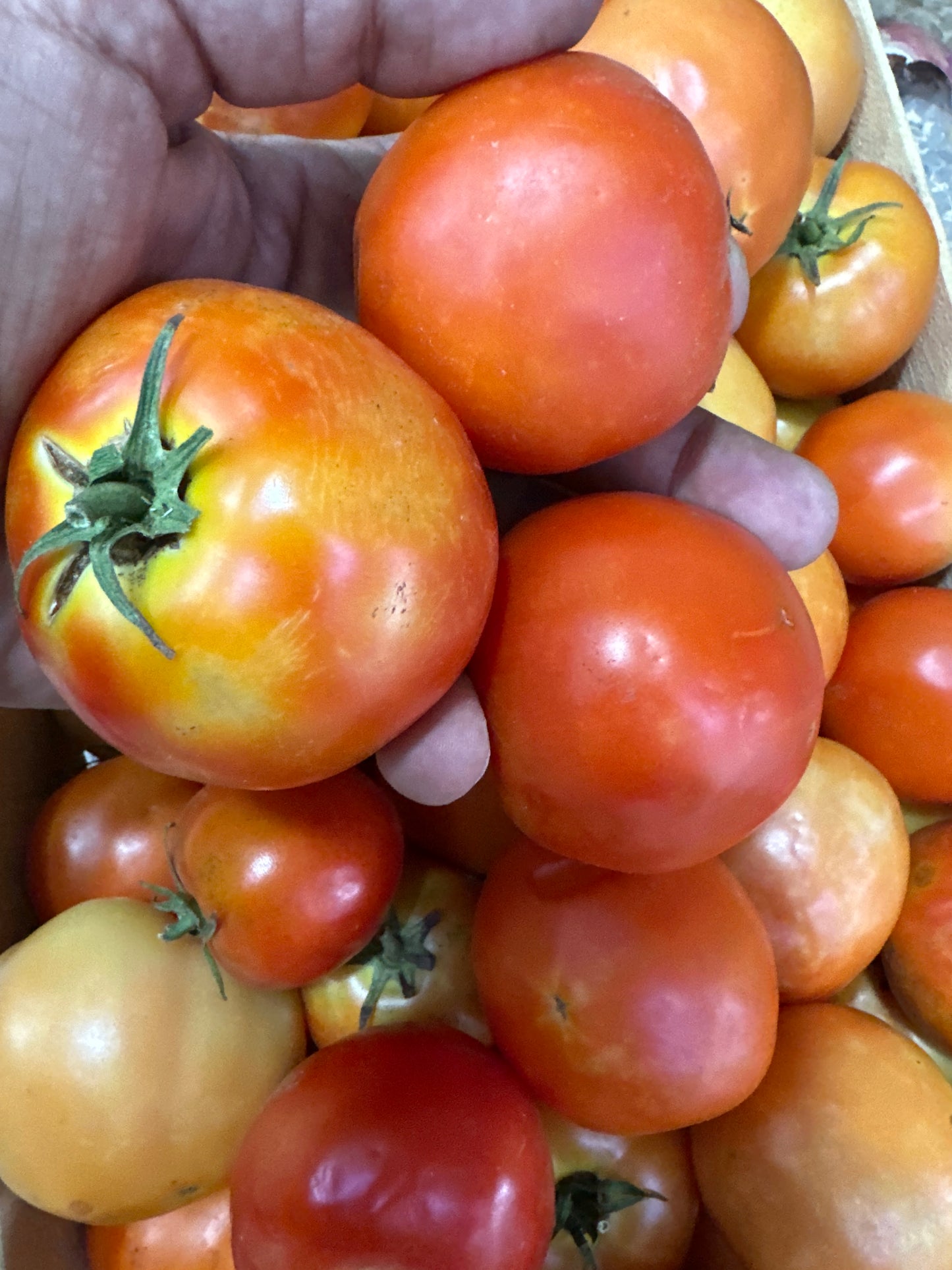 Tomato/ Iran 1kg طماطم مصري