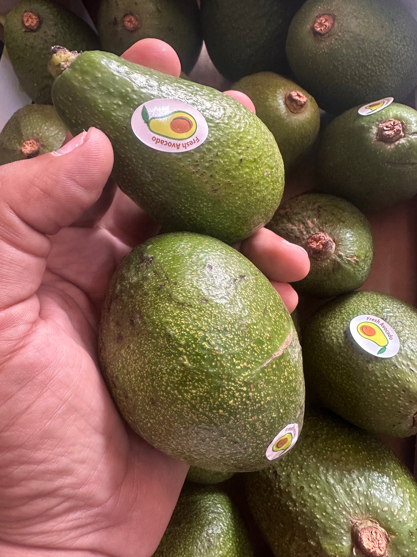 Avocado 0.5kg افوكادو