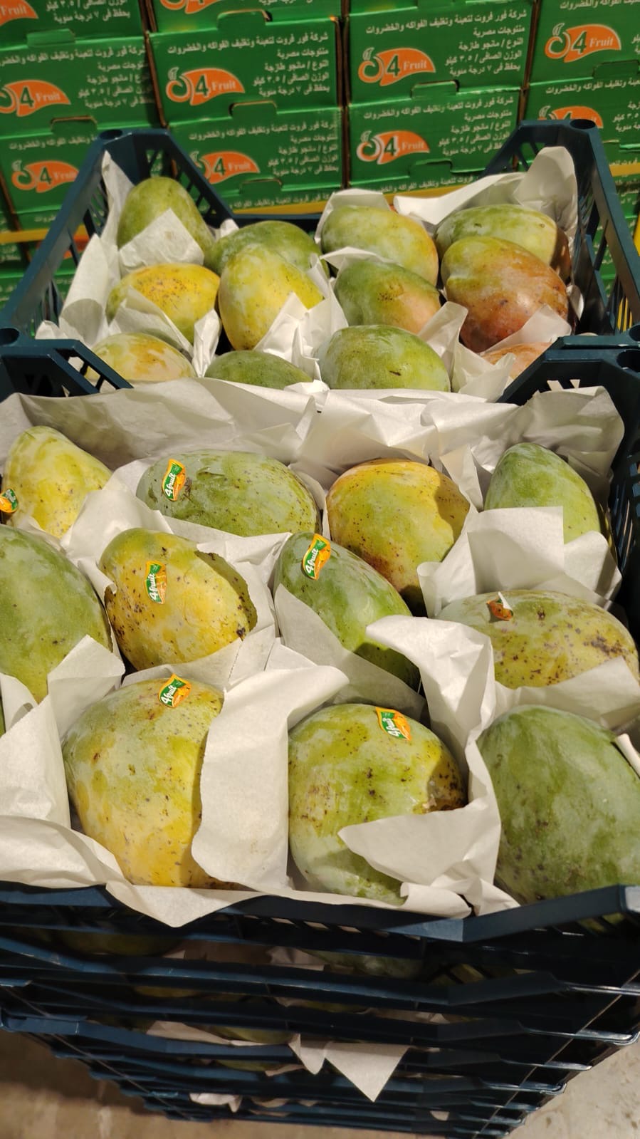 (Mango) Keeth 6kg مانجو كيت