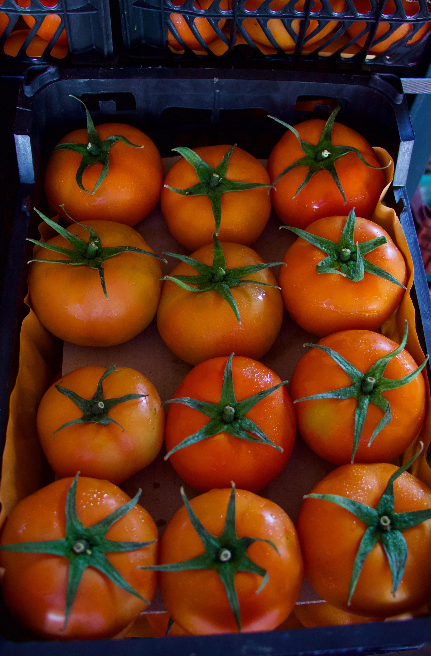 Tomato/ Syria 5.5kg  طماطم سوري