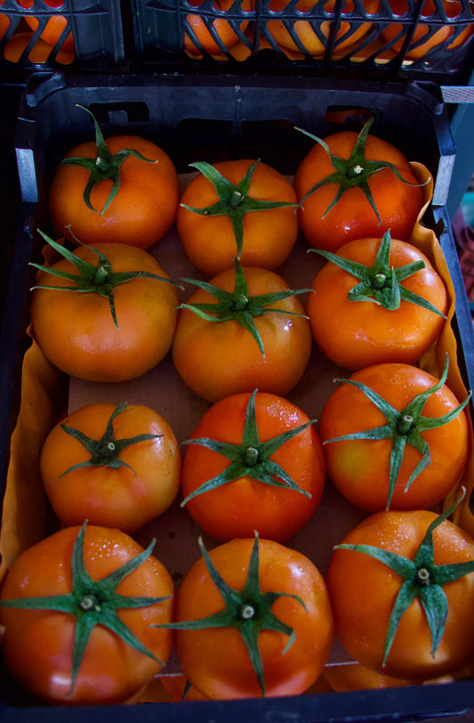 Tomato/ Syria 5.5kg  طماطم سوري