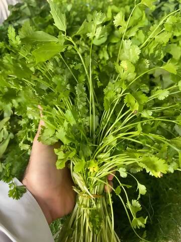 Leaves (Coriander) 1kg كزبرة/جلجلان