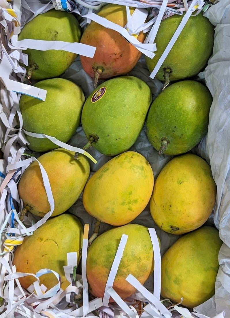 (Mango) Alphonso India  مانجو الفونسو/ هندي