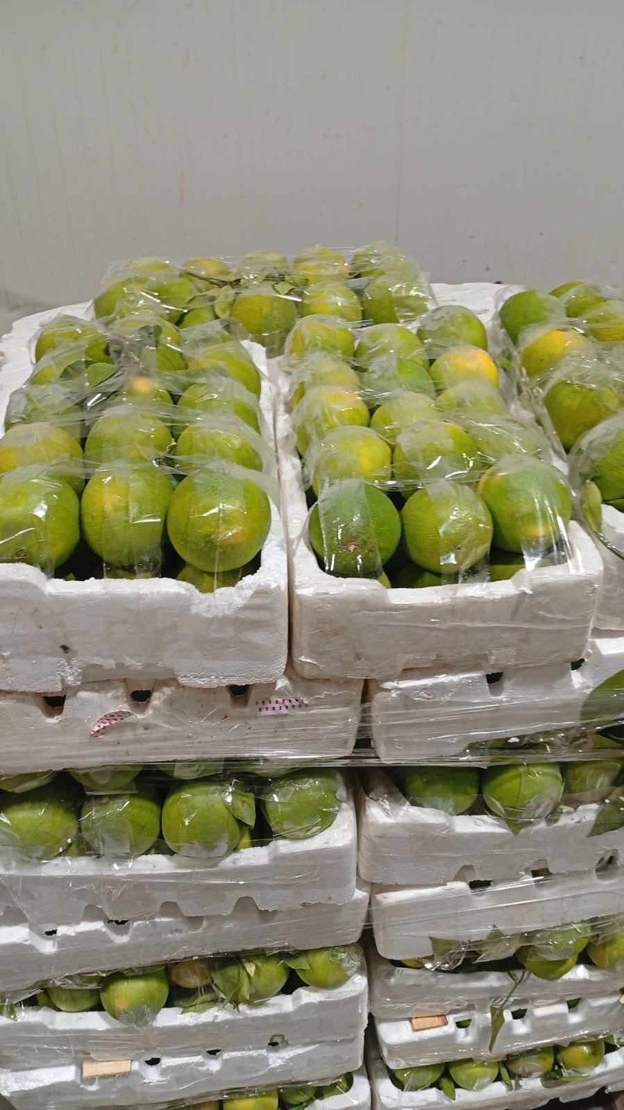 Orange Green Box برتقال اخضر كرتون