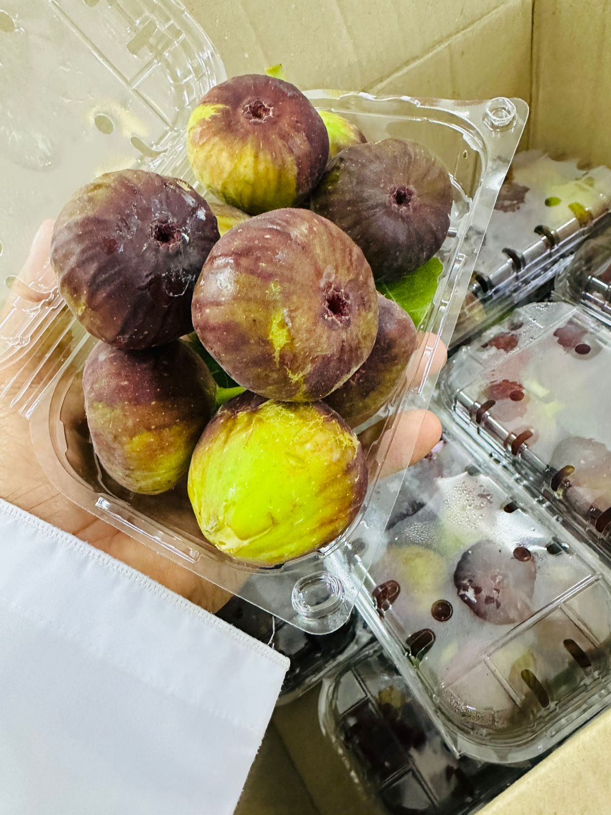 ((Fig))Oman pct تين عماني بكت