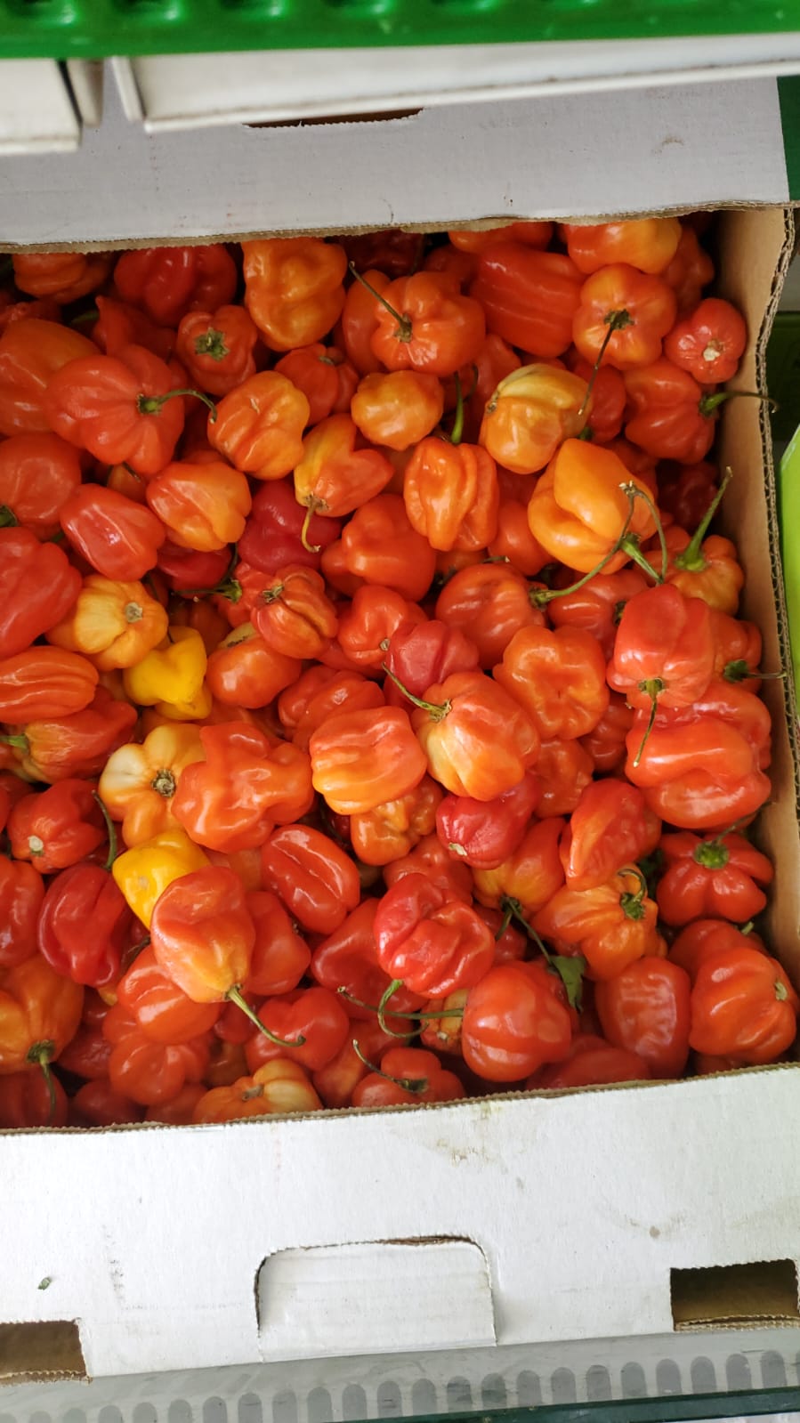 Chili pepper Ambozi 0.5kg فلفل امبوزي احمر حار