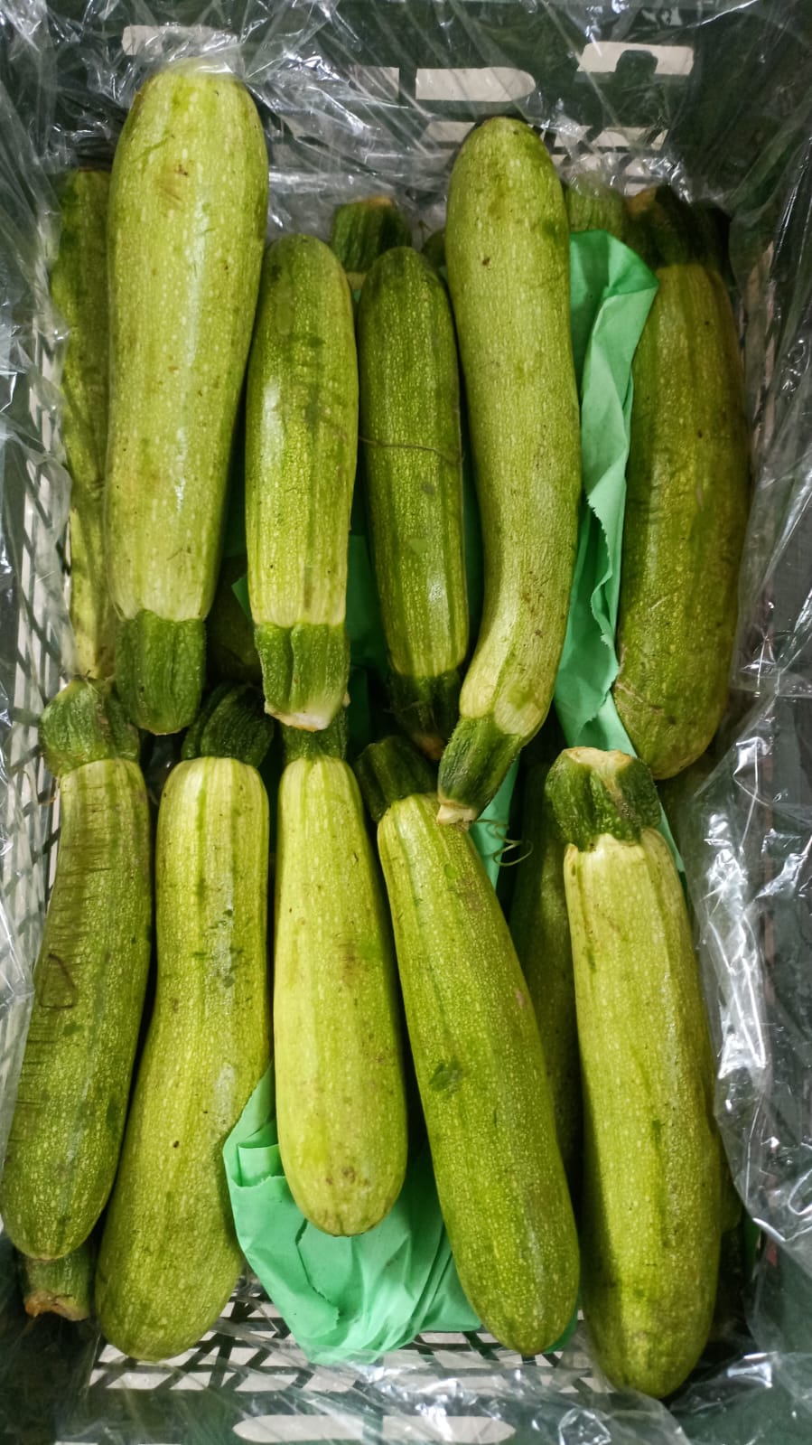 zucchini/ Jordan Box 4.5kg كوسه اردني