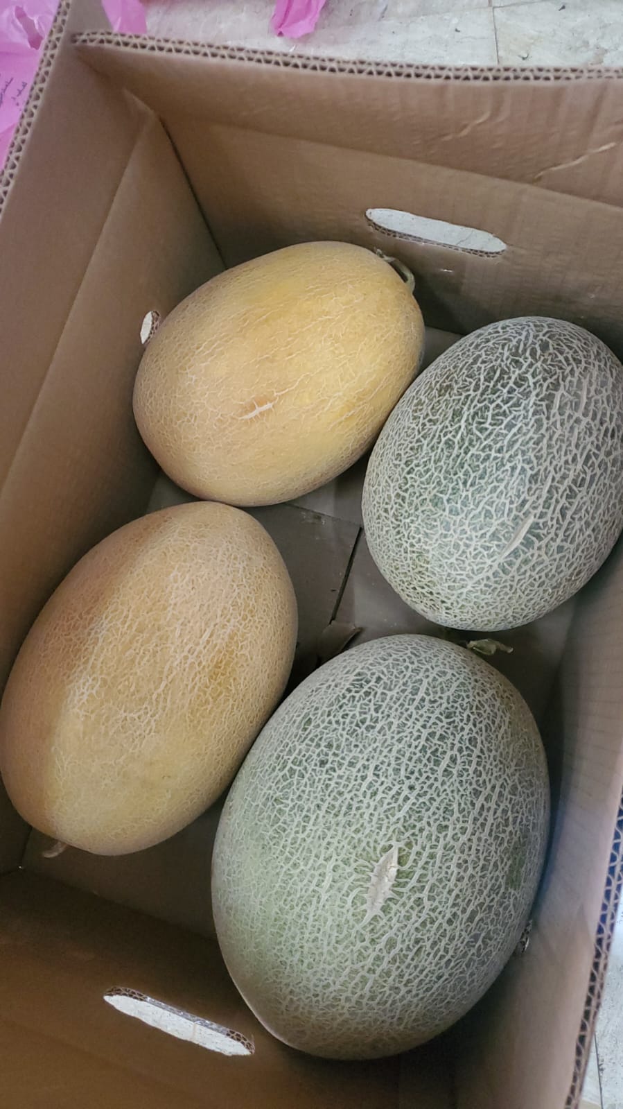 Sweet Melon Box- كرتون شمام