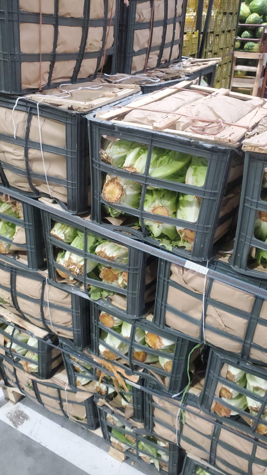 Leaves (Lettuce)/ Iran 12kg خس ايراني كرتون