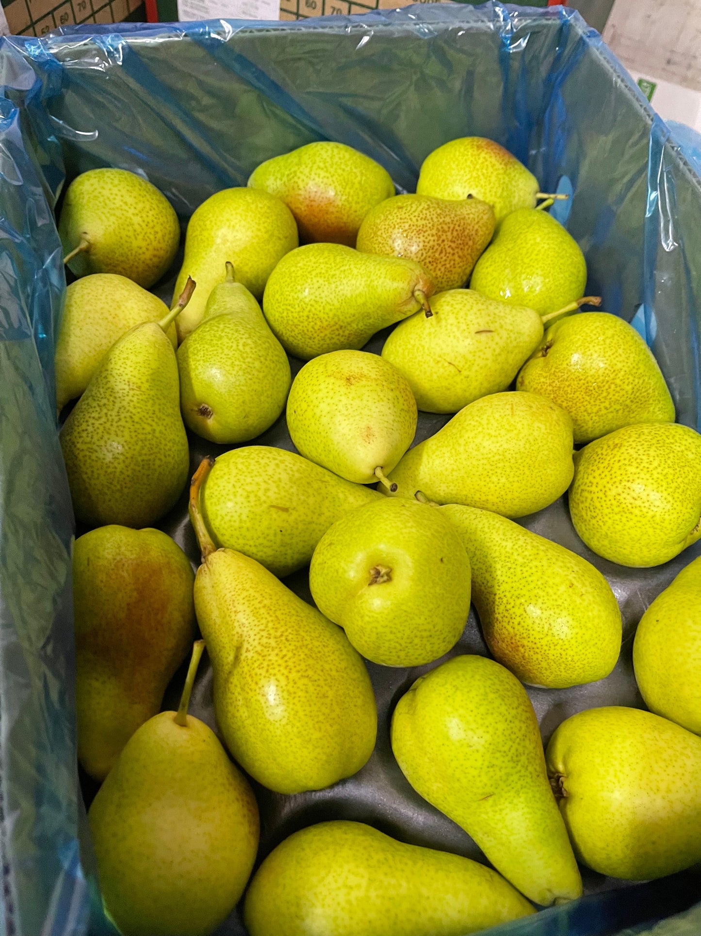 Pears/ Rosemerry 5pc/ كمثرى/ روز ميري 5حبات