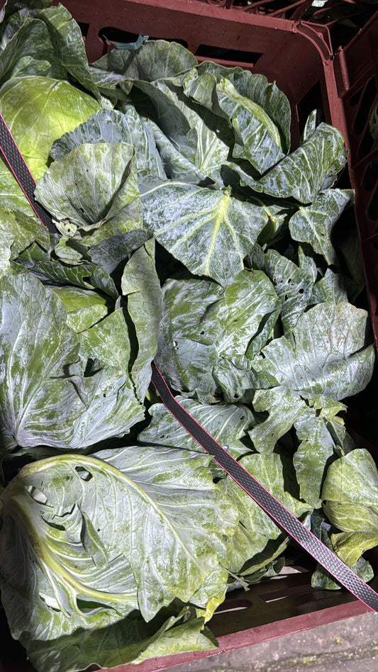 Cabbage Green/ Iran 10kg ملفوف اخضر ايراني