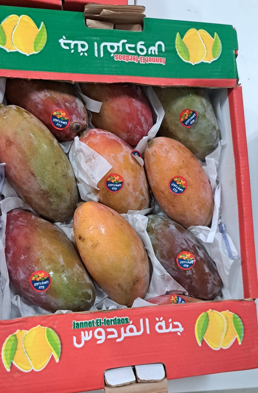 (Mango) Oyster/ Egypt مانجو / مصري