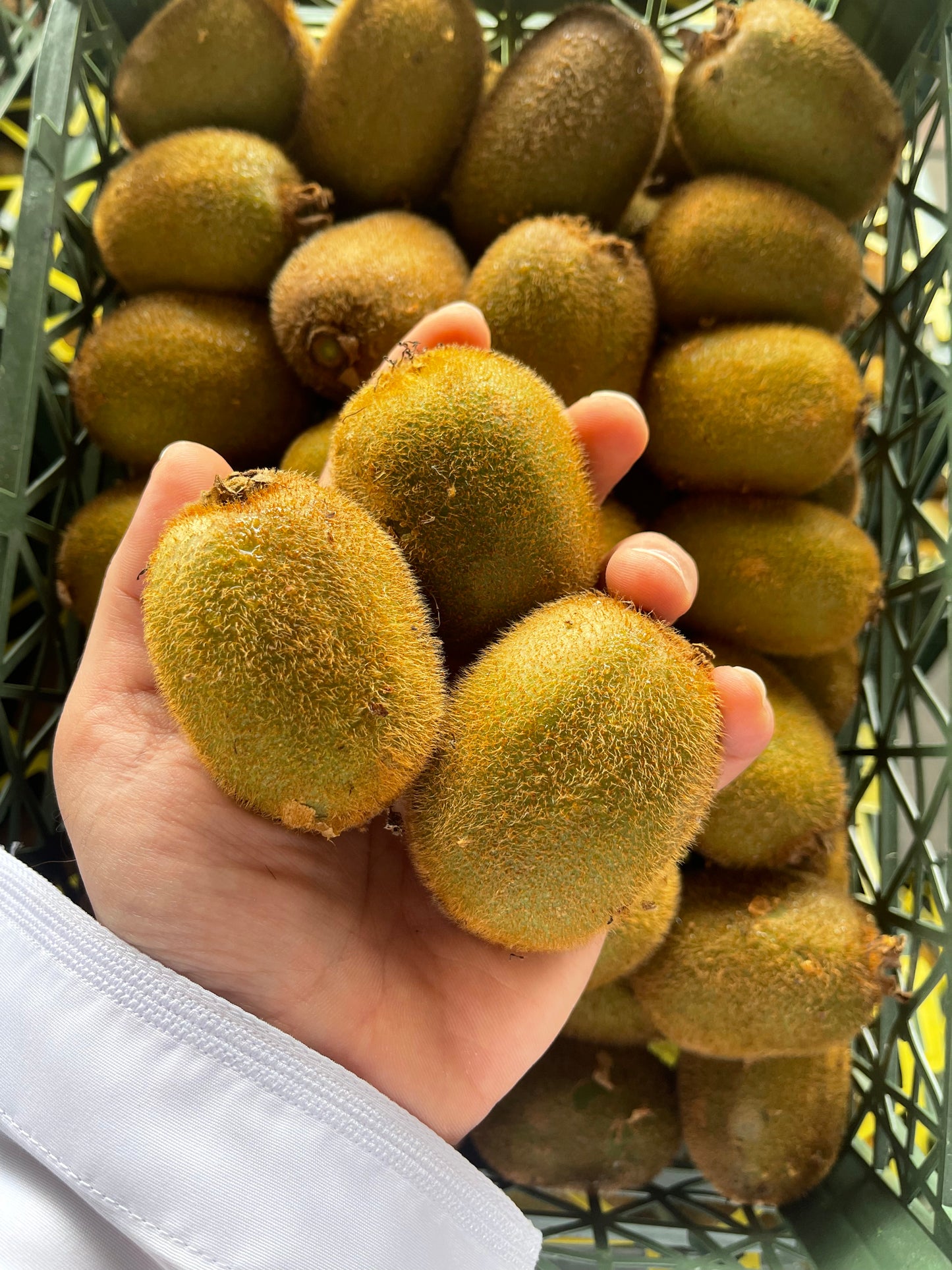 Kiwi 0.5Kg كيوي