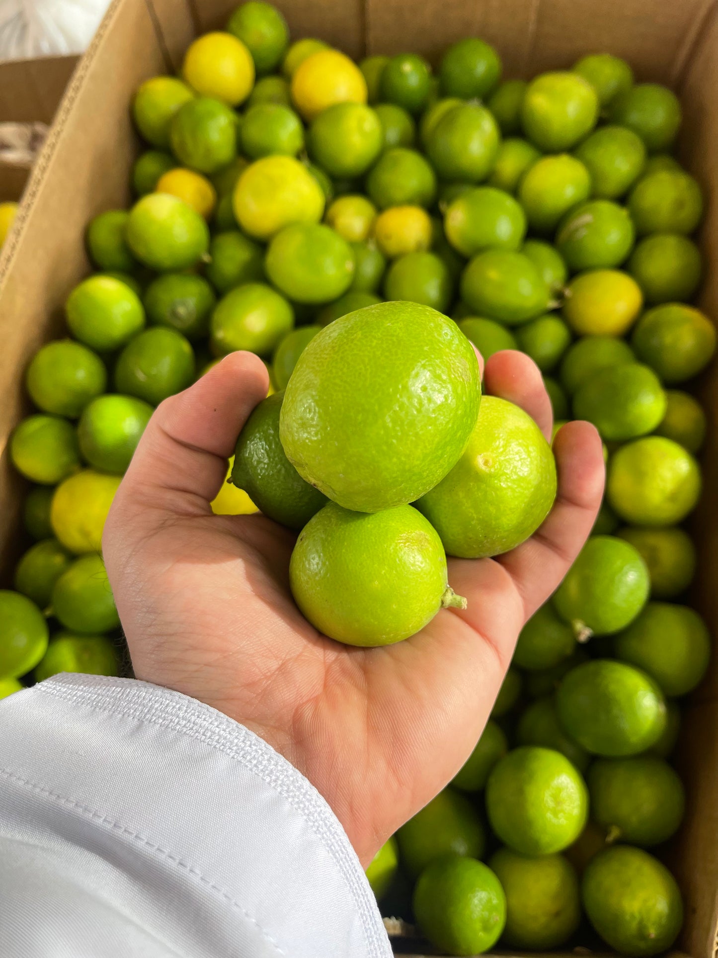 Lemon/ Oman 0.5kg ليمون عماني