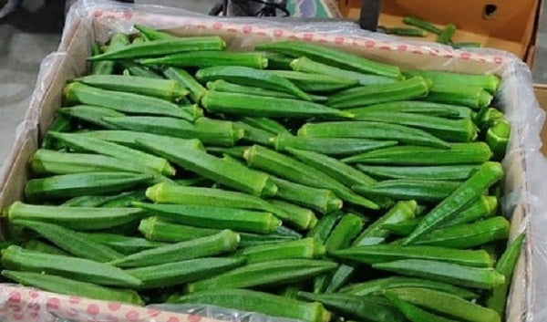 Okra/ Oman 9kg باميا عمانية